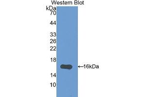Western Blotting (WB) image for anti-Interleukin 17F (IL17F) (AA 31-163) antibody (ABIN1175238) (IL17F antibody  (AA 31-163))
