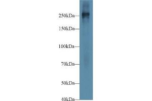 Western blot analysis of Mouse Placenta lysate, using Mouse FN Antibody (1 µg/ml) and HRP-conjugated Goat Anti-Rabbit antibody (