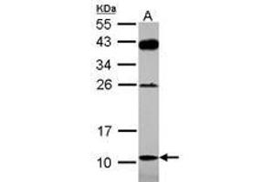 Image no. 2 for anti-D-Amino Acid Oxidase Activator (DAOA) (AA 1-153) antibody (ABIN1498354) (DAOA antibody  (AA 1-153))