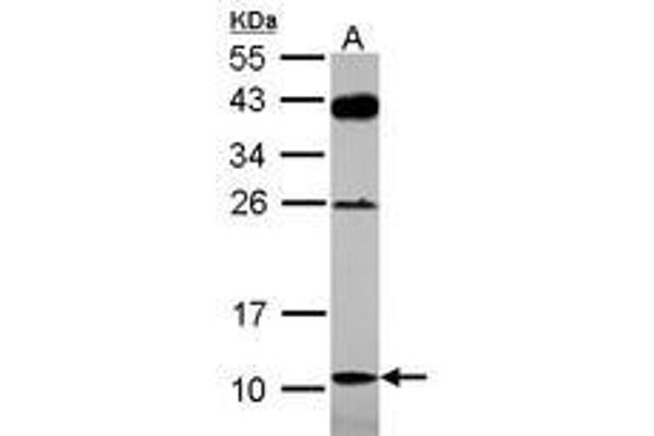 DAOA antibody  (AA 1-153)