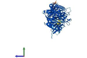AlphaFold protein structure predicition of Mouse Recombinant Padi2 Protein, UniprotID Q08642 (PADI2 Protein (AA 1-673) (His tag))