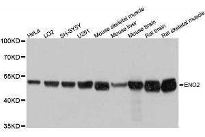 Western blot analysis of extracts of various cell lines, using ENO2 antibody. (ENO2/NSE antibody  (AA 195-434))