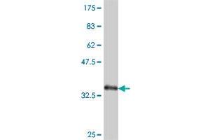 Western Blot detection against Immunogen (37. (SMAD7 antibody  (AA 160-260))