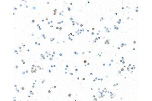 Immunocytochemistry (ICC) image for anti-Transcription Factor MafA (MAFA) (AA 125-175) antibody (ABIN7449538) (Recombinant MAFA antibody  (AA 125-175))