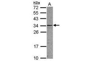 Image no. 1 for anti-Coiled-Coil Domain Containing 107 (CCDC107) (AA 30-267) antibody (ABIN1497122) (CCDC107 antibody  (AA 30-267))