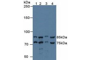 Western blot analysis of (1) Human 293T Cells, (2) Human HeLa cells, (3) Porcine Liver Tissue and (4) Porcine Kidney Tissue. (Protein Red (IK) (AA 1-192) antibody)