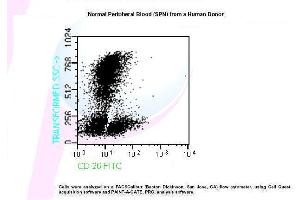 Image no. 1 for anti-Dipeptidyl-Peptidase 4 (DPP4) antibody (FITC) (ABIN1112104) (DPP4 antibody  (FITC))