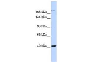 Image no. 1 for anti-Glutamate Receptor, Ionotropic, N-Methyl D-Aspartate 2a (GRIN2A) (AA 1115-1164) antibody (ABIN6742541)