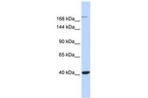 Image no. 1 for anti-Glutamate Receptor, Ionotropic, N-Methyl D-Aspartate 2a (GRIN2A) (AA 1115-1164) antibody (ABIN6742541) (NMDAR2A antibody  (AA 1115-1164))