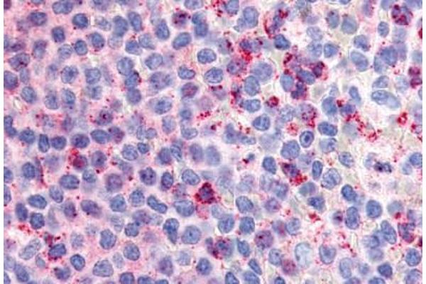 G Protein-Coupled Receptor 132 antibody  (Extracellular Domain)