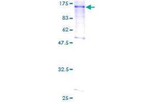 SDS-PAGE (SDS) image for L(3)mbt-Like 1 (L3MBTL1) (AA 1-772) protein (GST tag) (ABIN1309095)