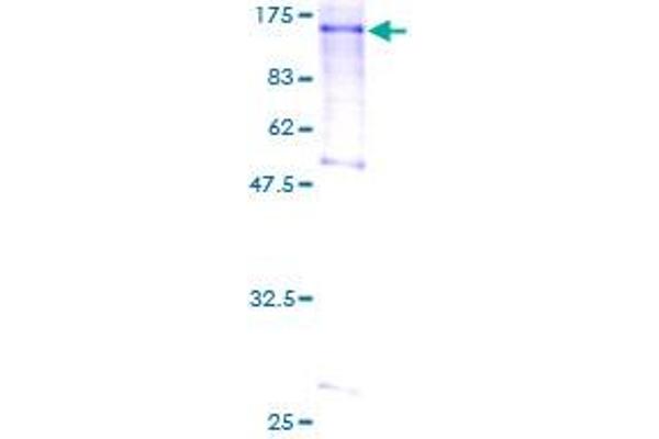 L3MBTL1 Protein (AA 1-772) (GST tag)