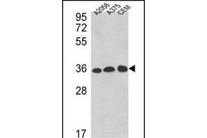 Western blot analysis of GDH Antibody (C-term ) 7873b in , , CEM cell line lysates (35 μg/lane). (GAPDH antibody  (C-Term))