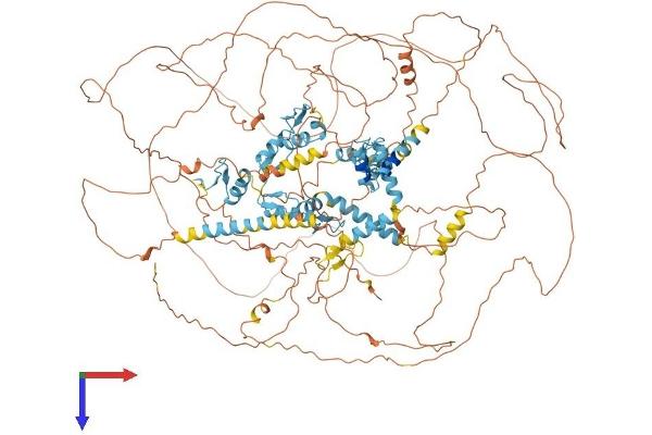ZEB2 Protein (AA 1-1214) (His tag)