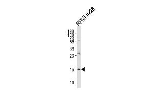 Western blot analysis of lysate from RI-8226 cell line, using REG3A Antibody (N-term) (ABIN653158 and ABIN2842726). (REG3A antibody  (N-Term))