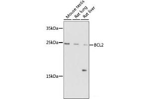 Western blot analysis of extracts of various cells using Bcl-2 Polyclonal Antibody at dilution of 1:1000. (Bcl-2 antibody)