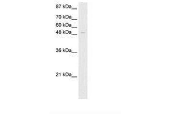 ZNF70 antibody  (C-Term)