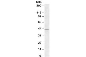 Western blot testing of HeLa lysate with ARPC1A antibody at 0. (ARPC1A antibody)