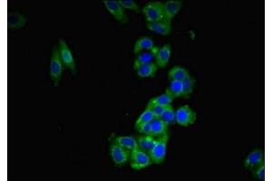 Immunofluorescent analysis of HepG2 cells using ABIN7165446 at dilution of 1:100 and Alexa Fluor 488-congugated AffiniPure Goat Anti-Rabbit IgG(H+L) (FAM171B antibody  (AA 59-353))