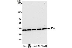Western Blotting (WB) image for anti-Prohibitin 2 (PHB2) (AA 225-275) antibody (ABIN7450649)