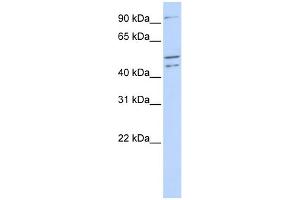 WB Suggested Anti-CLOCK Antibody Titration:  0. (CLOCK antibody  (N-Term))