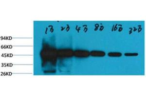 Western Blot (WB) analysis of HeLa, with beta-tubulin-HRP Conjugated diluted at 1:10,000, 20,000, 40,000, 80,000, 160,000, 320,000.