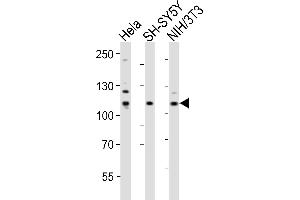 Western blot analysis of lysates from Hela. (EPH Receptor B3 antibody  (AA 350-382))