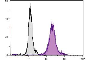 Human peripheral blood monocytes and granulocytes were stained with Mouse Anti-Human CD13-FITC. (CD13 antibody  (FITC))