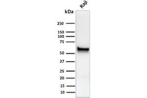 Western Blot Analysis of human Raji cell lysates using Spastin Mouse Monoclonal Antibody (Sp 6C6). (Spastin antibody)