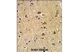 Formalin-fixed and paraffin-embedded human brain tissue reacted with , which was peroxidase-conjugated to the secondary antibody, followed by DAB staining.