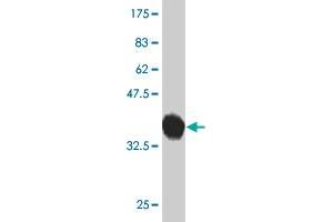 Western Blot detection against Immunogen (37. (PCDHGB2 antibody  (AA 94-199))