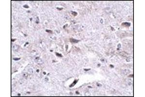 Immunohistochemistry of LRFN3 in mouse brain tissue with this product at 2. (LRFN3 antibody  (Center))