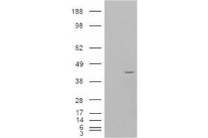 Image no. 2 for anti-Neutrophil Cytosolic Factor 4, 40kDa (NCF4) (Internal Region) antibody (ABIN374770)