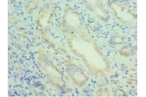 Immunohistochemistry of paraffin-embedded human kidney tissue using ABIN7162944 at dilution of 1:100 (Peroxiredoxin 5 antibody  (AA 53-214))