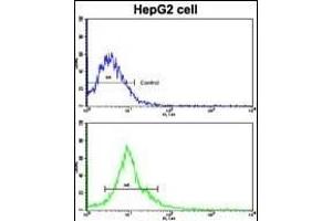 Flow cytometric analysis of HepG2 cells using FR Antibody (N-term)(bottom histogr) compared to a negative control cell (top histogr). (AMFR antibody  (AA 571-601))