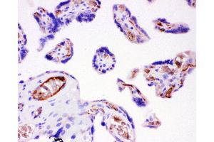 Anti-ITGB1 Picoband antibody,  IHC(P): Human Placenta Tissue (ITGB1 antibody  (AA 527-728))