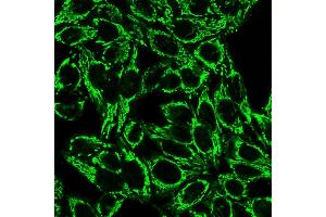 Confocal Immunofluorescence image of HeLa cells using Cytochrome C Mouse Monoclonal Antibody (6H2. (Cytochrome C antibody)