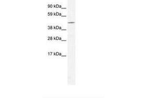 Image no. 1 for anti-CAMP Responsive Element Binding Protein 3-Like 1 (CREB3L1) (AA 43-92) antibody (ABIN202704)