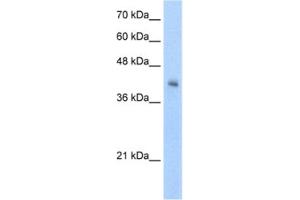 Western Blotting (WB) image for anti-V-Set and Immunoglobulin Domain-Containing Protein 4 (VSIG4) antibody (ABIN2462435) (VSIG4 antibody)