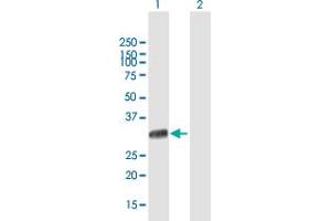 Western Blot analysis of UNC119 expression in transfected 293T cell line by UNC119 MaxPab polyclonal antibody. (UNC119 antibody  (AA 1-240))