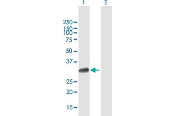 UNC119 antibody  (AA 1-240)