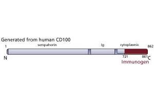 Image no. 3 for anti-Sema Domain, Immunoglobulin Domain (Ig), Transmembrane Domain (TM) and Short Cytoplasmic Domain, (Semaphorin) 4D (SEMA4D) (AA 721-861) antibody (ABIN968102) (SEMA4D/CD100 antibody  (AA 721-861))