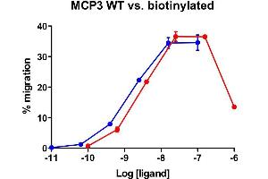 Cells expressing recombinant CCR2 were assayed for migration through the Transwell bare filter at various concentrations of MCP-3. (CCL7 Protein (AA 24-99) (Biotin))
