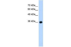 GABRG2 antibody used at 1. (GABRG2 antibody)