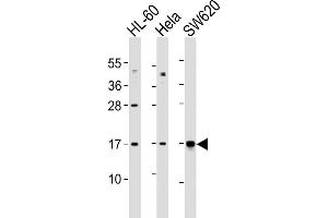 All lanes : Anti-UBE2N Antibody (Center) at 1:1000 dilution Lane 1: HL-60 whole cell lysates Lane 2: Hela whole cell lysates Lane 3: S whole cell lysates Lysates/proteins at 20 μg per lane. (UBE2N antibody  (AA 41-74))