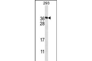 F122A Antibody (Center) (ABIN657936 and ABIN2846880) western blot analysis in 293 cell line lysates (35 μg/lane). (FAM122A antibody  (AA 108-136))