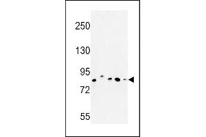 CHPF antibody  (AA 327-354)