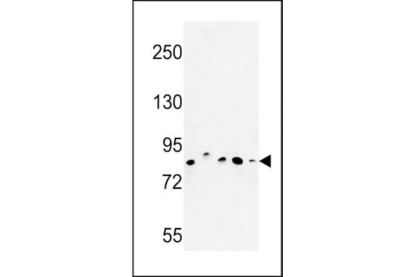 CHPF antibody  (AA 327-354)