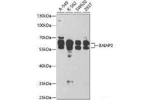 Western blot analysis of extracts of various cell lines using BAIAP2 Polyclonal Antibody at dilution of 1:1000. (BAIAP2 antibody)