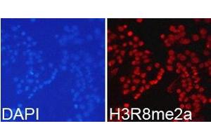 Immunofluorescence analysis of 293T cell using H3R8me2a antibody. (Histone 3 antibody  (H3R8me2a))